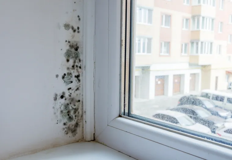 Plijesan je lako uočiti, javlja se u područjima, kao što su kupaonica ili kuhinja. Međutim, plijesan se može stvoriti i u skrivenim područjima, iza tapeta ili u podrumu. Rast plijesni može imati ozbiljne zdravstvene posljedice za one koji su joj redovito izloženi. Važno je ukloniti plijesan za izbjegavanje štetnih učinaka na zdravlje.