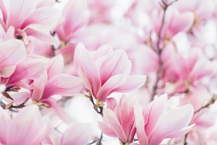 Magnolija označava dostojanstvo i otmjenost. Ukoliko je njen cvijet bijel, ona je znak nevinosti. Ako je cvijet magnolije ružičast, onda označava stidljivost i najčešće se poklanja djevojkama koje još nisu upoznale pravu ljubav. Međutim, ukoliko poklonite magnoliju koja je prerano procvjetala, to je nesumnjiv znak da ste zbog nečega uznemireni i nestrpljivi. Postoji i vjerovanje po kojem magnolije označavaju nevjernost muškaraca koji ih poklanjaju.