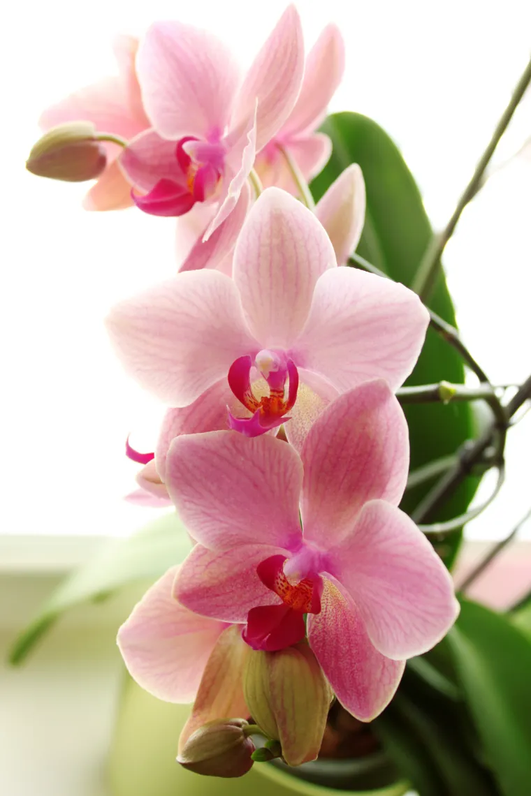 Orhideja simbolizira želju za uspjehom i posebnost. Ovaj nježni cvijet, u skladu sa svojim izgledom, može simbolizirati i ljubav, ljepotu, romansu, erotiku i želju za intimnošću. Orhideje se, često, poklanjaju bolesnicima i porodiljama, koji leže u bolnici, kako bi im se poželio što brži oporavak. Također, možete ga pokloniti i nekome kome želite uspeh u karijeri. Istraživanja tvrde da postoji od 25000 do 30000 vrsta orhideja.