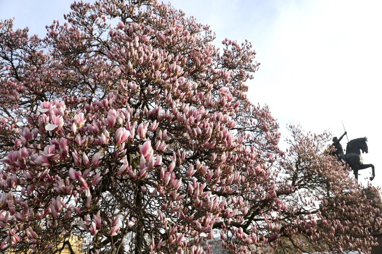 Probudila se kraljica proljeća: Rascvjetana magnolija očarava prolaznike