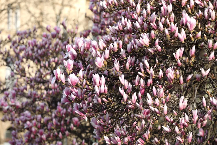 Probudila se kraljica proljeća: Rascvjetana magnolija očarava prolaznike