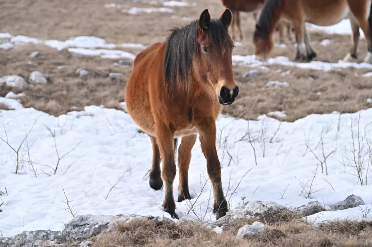 Ovo je najnasmijaniji konj kojeg ćete vidjeti danas! Iz Livna je i divlji