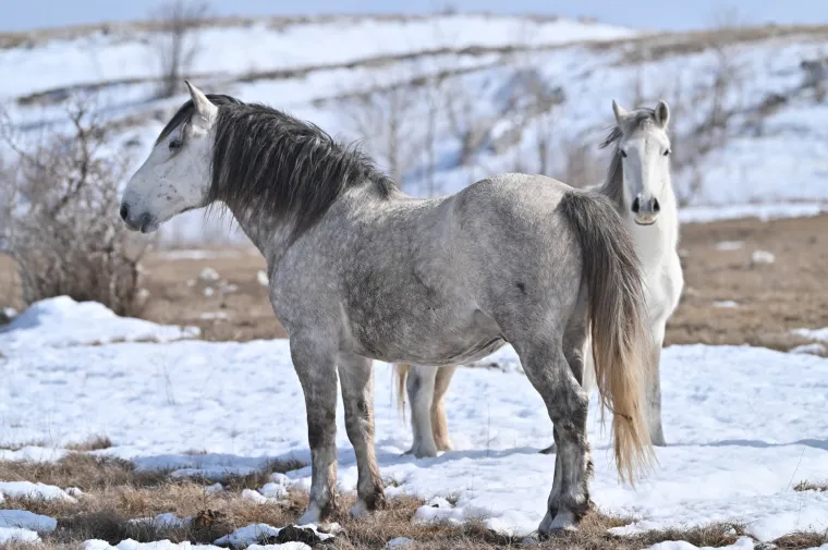 Ovo je najnasmijaniji konj kojeg ćete vidjeti danas! Iz Livna je i divlji