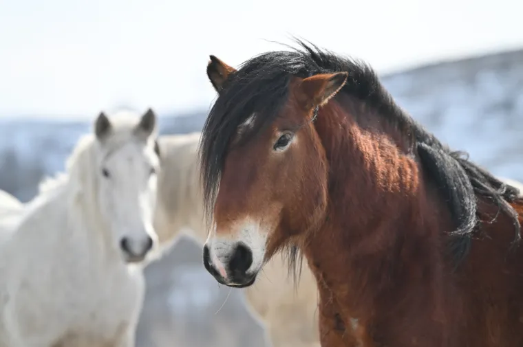 Ovo je najnasmijaniji konj kojeg ćete vidjeti danas! Iz Livna je i divlji