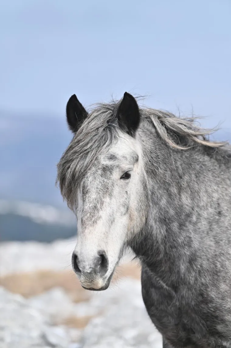 Konje u ovakvom izdanju rijetko kad imamo priliku za vidjeti: Slobodno &scaron;eću pokraj granice s Hrvatskom, ljudi ih maze, hrane....