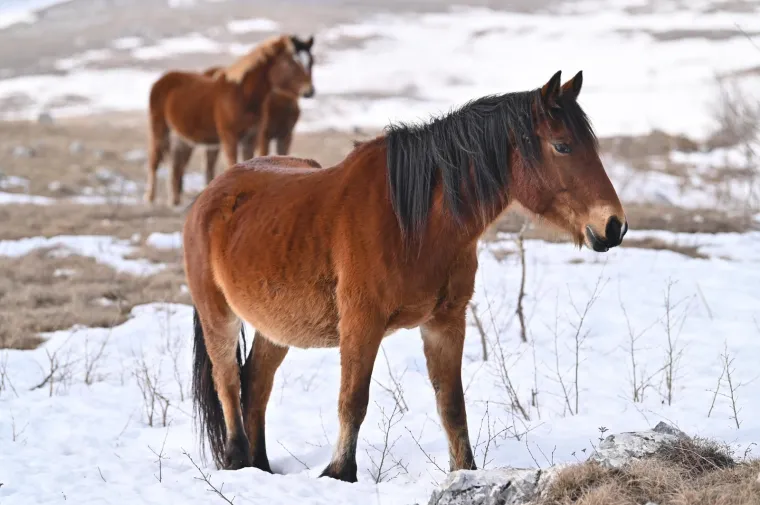 Konje u ovakvom izdanju rijetko kad imamo priliku za vidjeti: Slobodno &scaron;eću pokraj granice s Hrvatskom, ljudi ih maze, hrane....