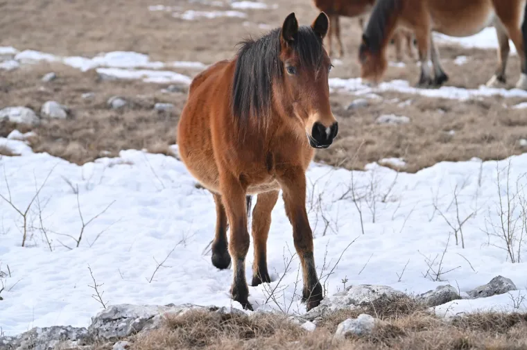 Konje u ovakvom izdanju rijetko kad imamo priliku za vidjeti: Slobodno &scaron;eću pokraj granice s Hrvatskom, ljudi ih maze, hrane....