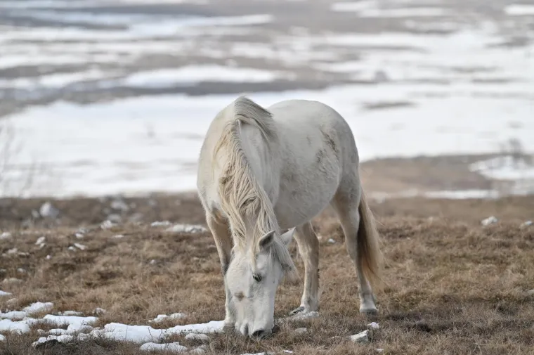 Konje u ovakvom izdanju rijetko kad imamo priliku za vidjeti: Slobodno &scaron;eću pokraj granice s Hrvatskom, ljudi ih maze, hrane....