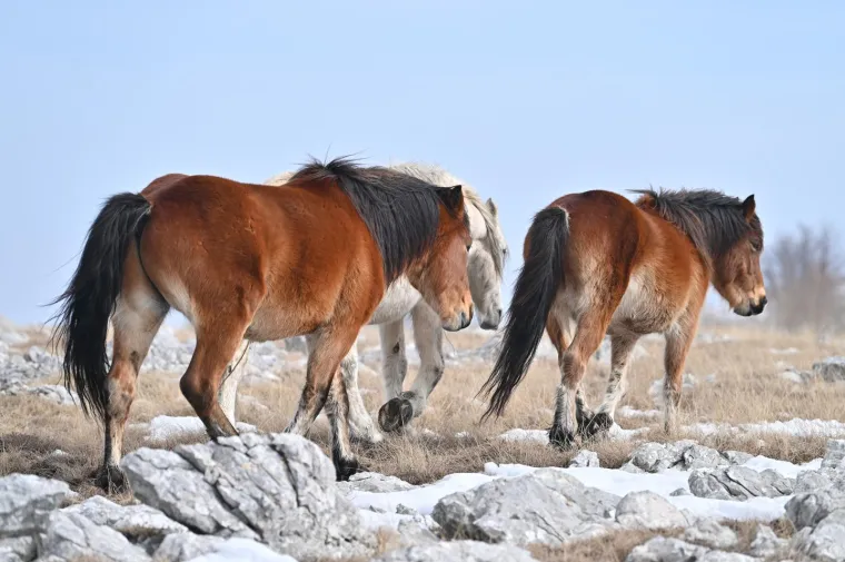 Konje u ovakvom izdanju rijetko kad imamo priliku za vidjeti: Slobodno &scaron;eću pokraj granice s Hrvatskom, ljudi ih maze, hrane....