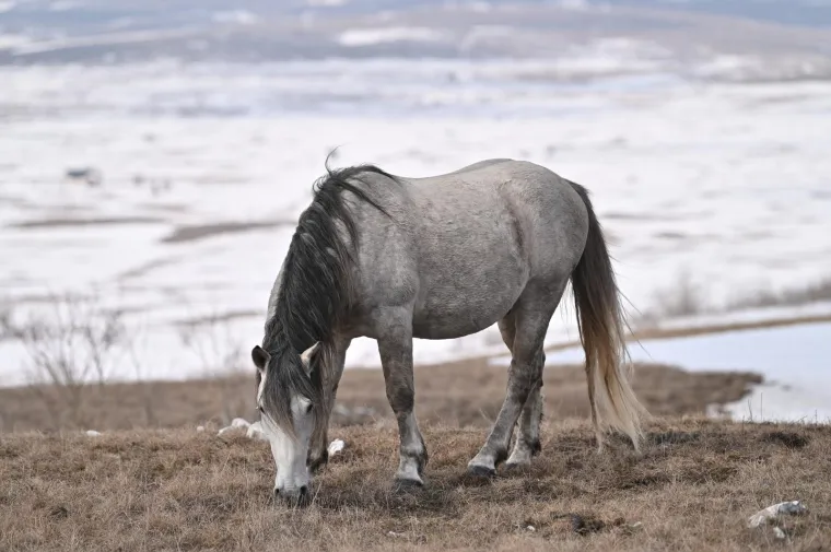 Konje u ovakvom izdanju rijetko kad imamo priliku za vidjeti: Slobodno &scaron;eću pokraj granice s Hrvatskom, ljudi ih maze, hrane....
