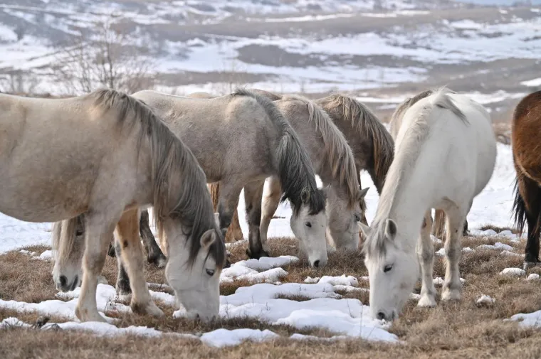 Konje u ovakvom izdanju rijetko kad imamo priliku za vidjeti: Slobodno &scaron;eću pokraj granice s Hrvatskom, ljudi ih maze, hrane....