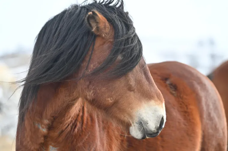 Konje u ovakvom izdanju rijetko kad imamo priliku za vidjeti: Slobodno &scaron;eću pokraj granice s Hrvatskom, ljudi ih maze, hrane....