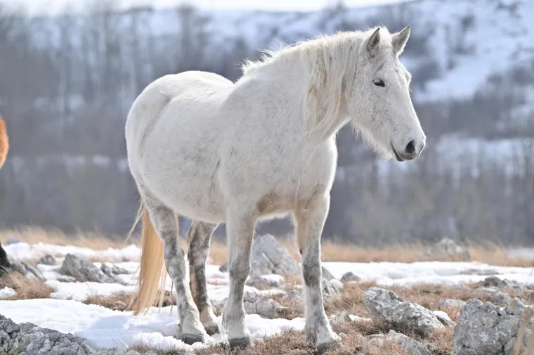 Konje u ovakvom izdanju rijetko kad imamo priliku za vidjeti: Slobodno &scaron;eću pokraj granice s Hrvatskom, ljudi ih maze, hrane....