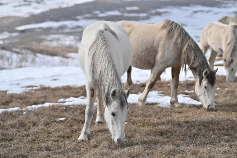 Konje u ovakvom izdanju rijetko kad imamo priliku za vidjeti: Slobodno &scaron;eću pokraj granice s Hrvatskom, ljudi ih maze, hrane....