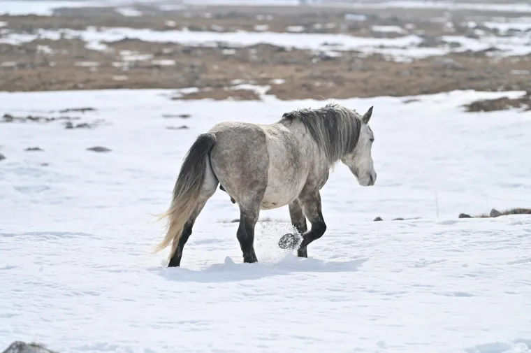 Konje u ovakvom izdanju rijetko kad imamo priliku za vidjeti: Slobodno &scaron;eću pokraj granice s Hrvatskom, ljudi ih maze, hrane....