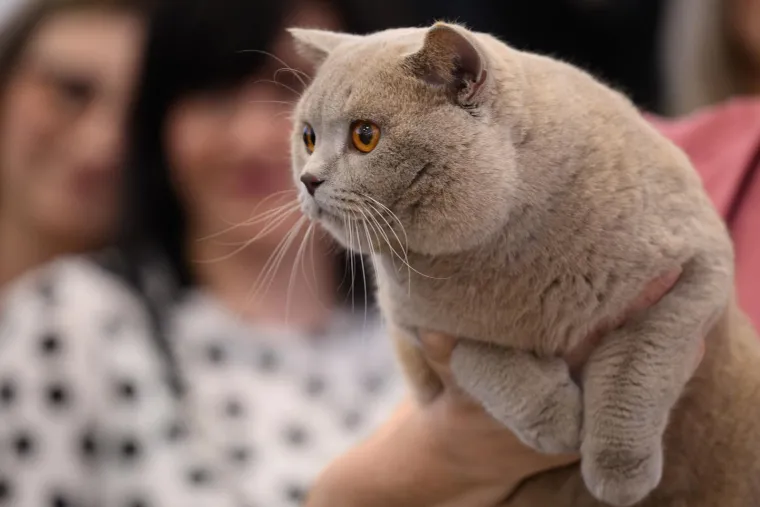 Koja vam je maca najdraža? Neke su izgledale ljutito, druge zbunjeno, mudro ili zaigrano...