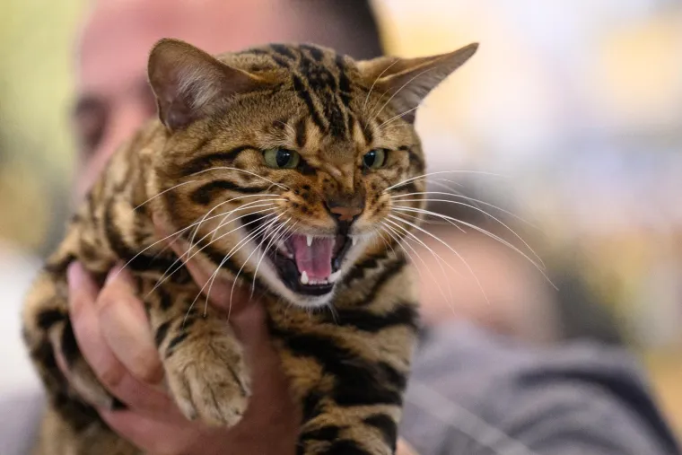 Koja vam je maca najdraža? Neke su izgledale ljutito, druge zbunjeno, mudro ili zaigrano...