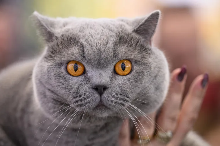 Koja vam je maca najdraža? Neke su izgledale ljutito, druge zbunjeno, mudro ili zaigrano...
