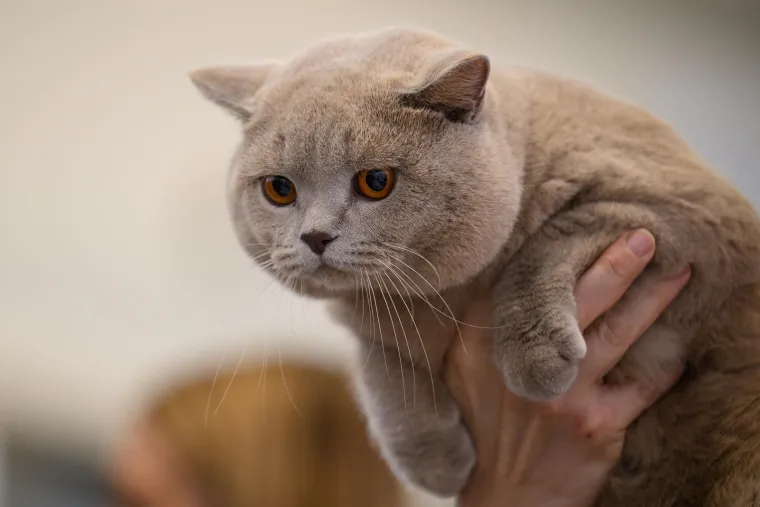 Koja vam je maca najdraža? Neke su izgledale ljutito, druge zbunjeno, mudro ili zaigrano...