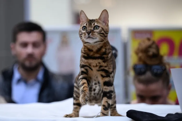 Koja vam je maca najdraža? Neke su izgledale ljutito, druge zbunjeno, mudro ili zaigrano...