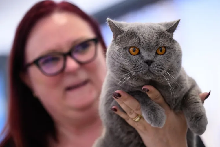 Koja vam je maca najdraža? Neke su izgledale ljutito, druge zbunjeno, mudro ili zaigrano...