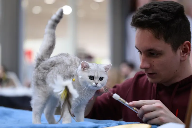 Koja vam je maca najdraža? Neke su izgledale ljutito, druge zbunjeno, mudro ili zaigrano...