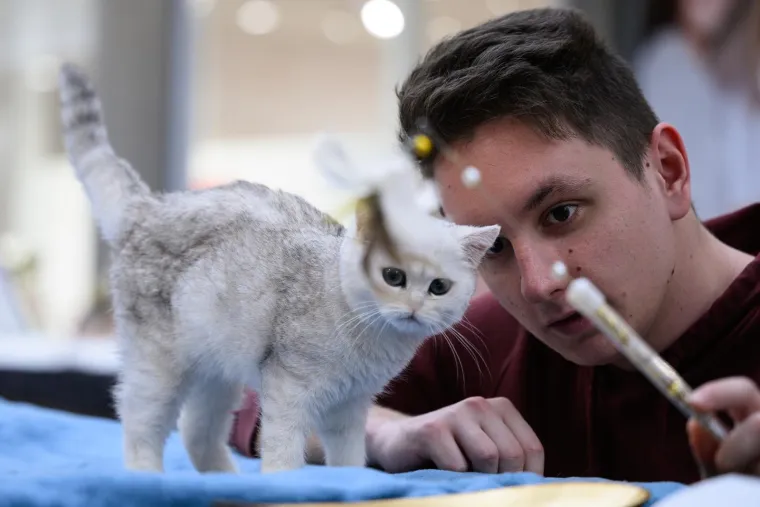 Koja vam je maca najdraža? Neke su izgledale ljutito, druge zbunjeno, mudro ili zaigrano...