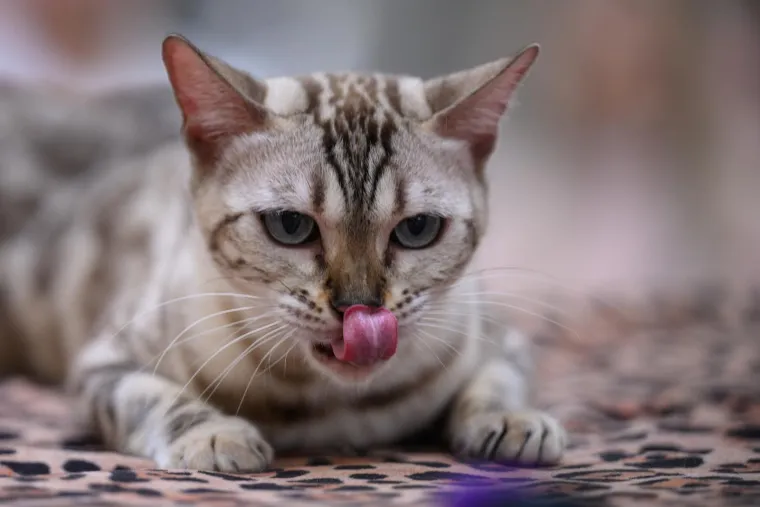 Koja vam je maca najdraža? Neke su izgledale ljutito, druge zbunjeno, mudro ili zaigrano...