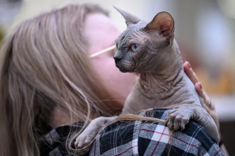 Koja vam je maca najdraža? Neke su izgledale ljutito, druge zbunjeno, mudro ili zaigrano...