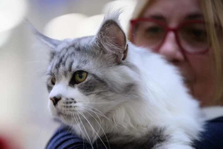 Koja vam je maca najdraža? Neke su izgledale ljutito, druge zbunjeno, mudro ili zaigrano...