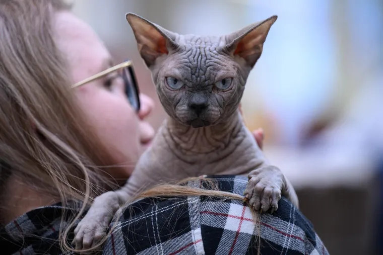 Koja vam je maca najdraža? Neke su izgledale ljutito, druge zbunjeno, mudro ili zaigrano...
