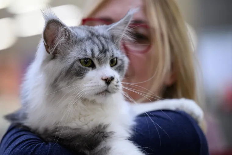 Koja vam je maca najdraža? Neke su izgledale ljutito, druge zbunjeno, mudro ili zaigrano...