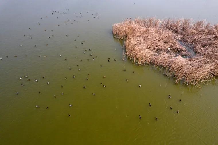 6. Divlje životinje