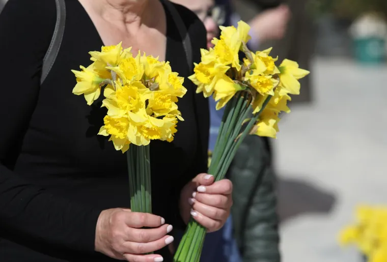 Diljem Hrvatske obilježava se Dan narcisa. Podr&scaron;ku dali i Vilii Bero&scaron;, Krunoslav Capak i Ivan Celjak