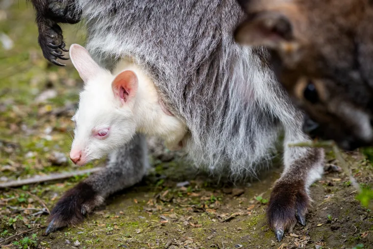 Snježno bijela nju&scaron;kica samo viri iz mamina tobolca. Ovo je Casper, najslađa nju&scaron;ka u osječkom zoolo&scaron;kom
