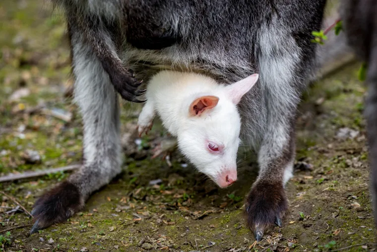 Snježno bijela nju&scaron;kica samo viri iz mamina tobolca. Ovo je Casper, najslađa nju&scaron;ka u osječkom zoolo&scaron;kom