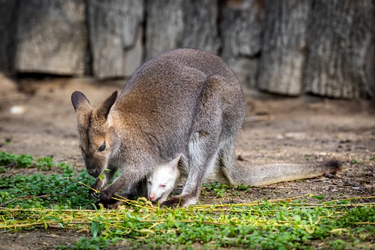 Snježno bijela nju&scaron;kica samo viri iz mamina tobolca. Ovo je Casper, najslađa nju&scaron;ka u osječkom zoolo&scaron;kom