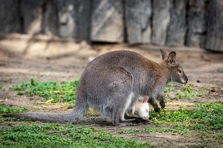 Snježno bijela nju&scaron;kica samo viri iz mamina tobolca. Ovo je Casper, najslađa nju&scaron;ka u osječkom zoolo&scaron;kom