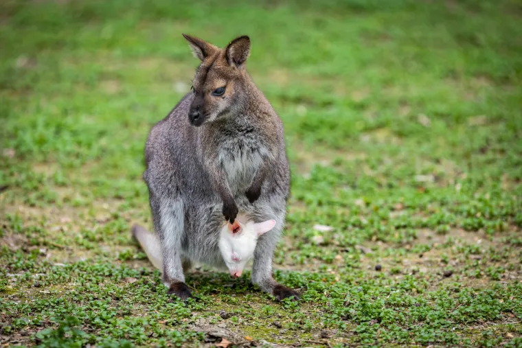 Snježno bijela nju&scaron;kica samo viri iz mamina tobolca. Ovo je Casper, najslađa nju&scaron;ka u osječkom zoolo&scaron;kom