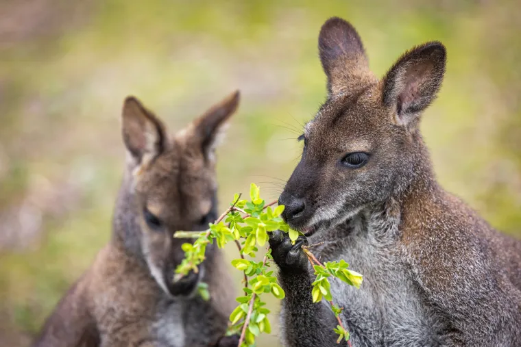 Snježno bijela nju&scaron;kica samo viri iz mamina tobolca. Ovo je Casper, najslađa nju&scaron;ka u osječkom zoolo&scaron;kom