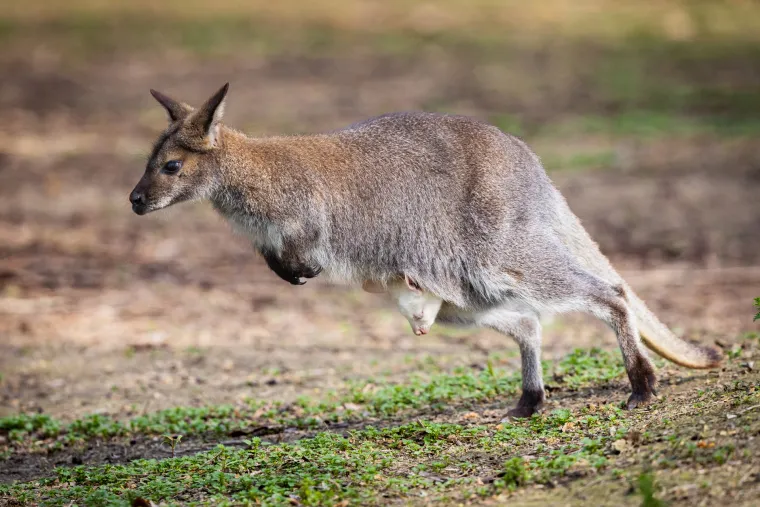 Snježno bijela nju&scaron;kica samo viri iz mamina tobolca. Ovo je Casper, najslađa nju&scaron;ka u osječkom zoolo&scaron;kom