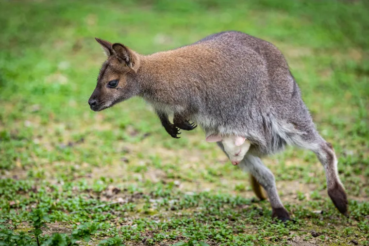 Snježno bijela nju&scaron;kica samo viri iz mamina tobolca. Ovo je Casper, najslađa nju&scaron;ka u osječkom zoolo&scaron;kom