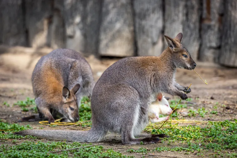 Snježno bijela nju&scaron;kica samo viri iz mamina tobolca. Ovo je Casper, najslađa nju&scaron;ka u osječkom zoolo&scaron;kom