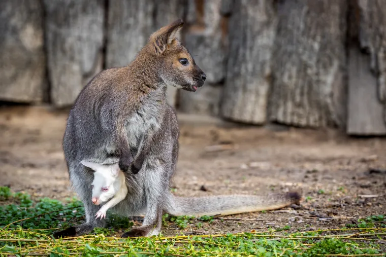Snježno bijela nju&scaron;kica samo viri iz mamina tobolca. Ovo je Casper, najslađa nju&scaron;ka u osječkom zoolo&scaron;kom