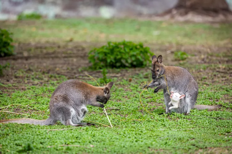 Snježno bijela nju&scaron;kica samo viri iz mamina tobolca. Ovo je Casper, najslađa nju&scaron;ka u osječkom zoolo&scaron;kom