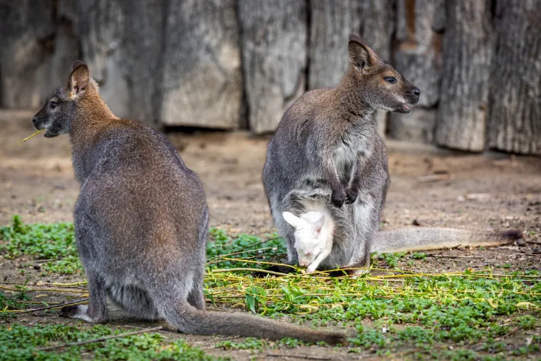 Snježno bijela nju&scaron;kica samo viri iz mamina tobolca. Ovo je Casper, najslađa nju&scaron;ka u osječkom zoolo&scaron;kom