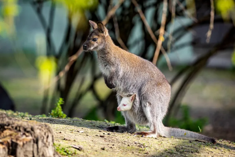 Snježno bijela nju&scaron;kica samo viri iz mamina tobolca. Ovo je Casper, najslađa nju&scaron;ka u osječkom zoolo&scaron;kom