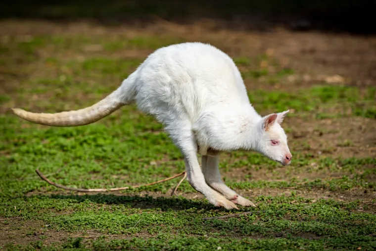 Snježno bijela nju&scaron;kica samo viri iz mamina tobolca. Ovo je Casper, najslađa nju&scaron;ka u osječkom zoolo&scaron;kom