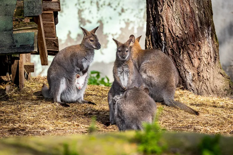 Snježno bijela nju&scaron;kica samo viri iz mamina tobolca. Ovo je Casper, najslađa nju&scaron;ka u osječkom zoolo&scaron;kom