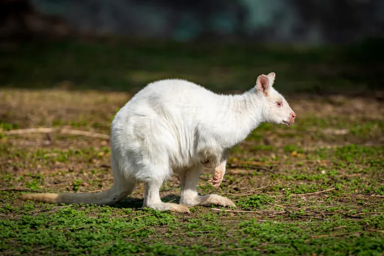 Snježno bijela nju&scaron;kica samo viri iz mamina tobolca. Ovo je Casper, najslađa nju&scaron;ka u osječkom zoolo&scaron;kom